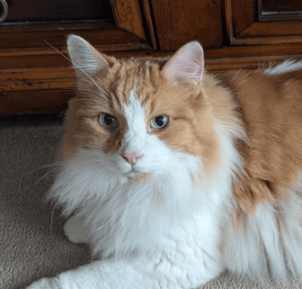 MALCOLM - Domestic Long Hair cat available for adoption at AARCS in Calgary