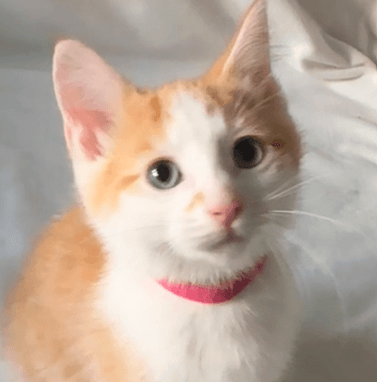 MCINTOSH - Domestic Short Hair cat available for adoption at AARCS in Calgary