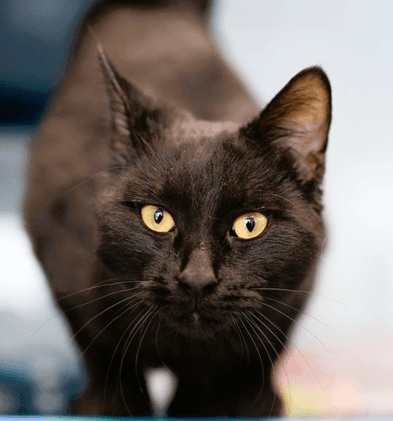 MEL - Domestic Short Hair cat available for adoption at AARCS in Calgary