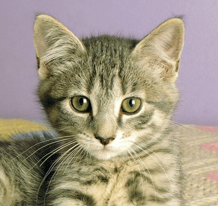 MELODY - Domestic Short Hair cat available for adoption at AARCS in Calgary
