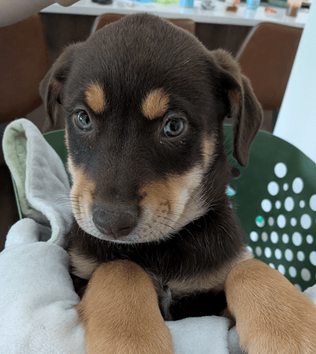 MOMO - Rottweiler Mixed available for adoption at AARCS in Calgary