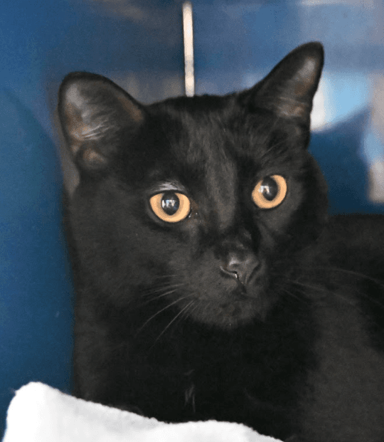 MR PURRS - Domestic Short Hair cat available for adoption at AARCS in Calgary
