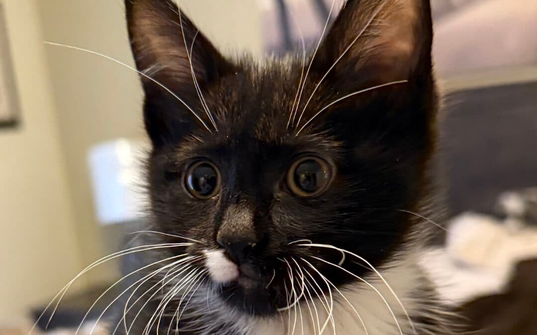 MULBERRY - Domestic Short Hair cat available for adoption at AARCS in Calgary