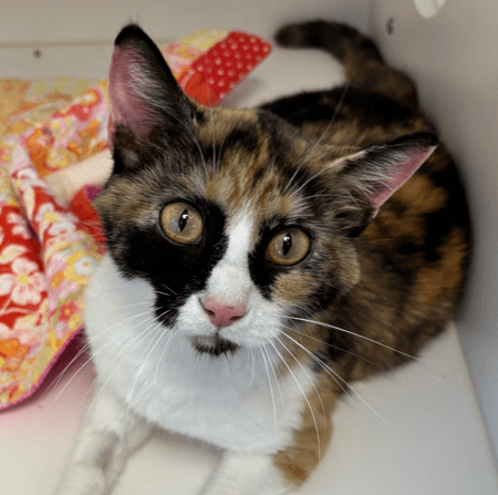 NIKE - Domestic Short Hair cat available for adoption at AARCS in Calgary