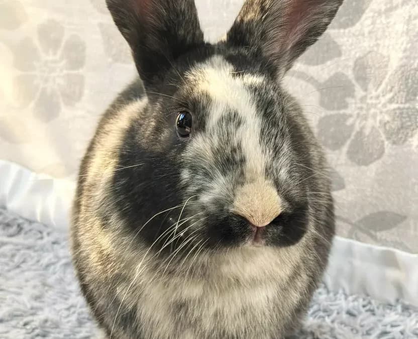 NOODLES - Harlequin available for adoption in Calgary
