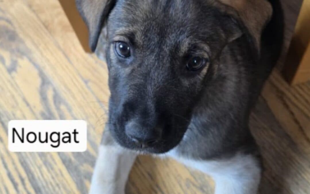 NOUGAT - Retriever, Labrador Mixed available for adoption at AARCS in Calgary