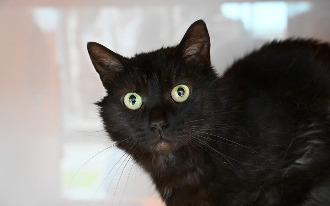 OBERON - Domestic Short Hair cat available for adoption at AARCS in Calgary