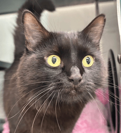 ODESSA - Domestic Long Hair cat available for adoption at AARCS in Calgary