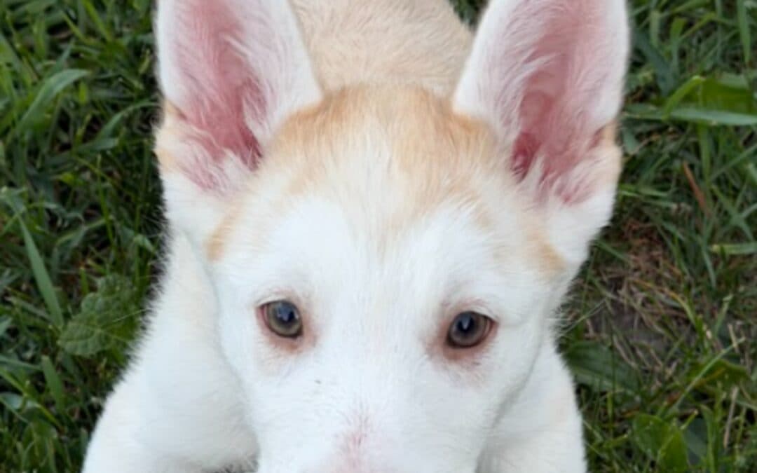 OLIVE - Siberian Husky Mixed available for adoption at AARCS in Calgary