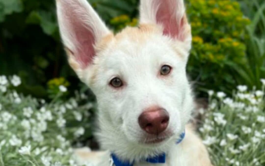 OLIVE - Siberian Husky Mixed available for adoption in Calgary