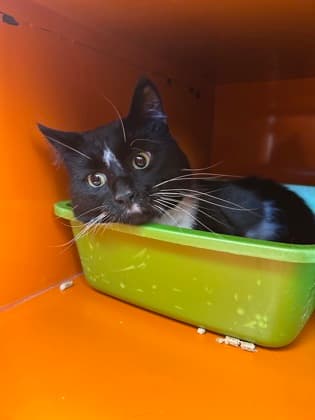 OSWALD - Domestic Short Hair cat available for adoption at AARCS in Calgary