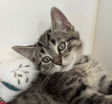OTIS - Domestic Short Hair cat available for adoption at AARCS in Calgary