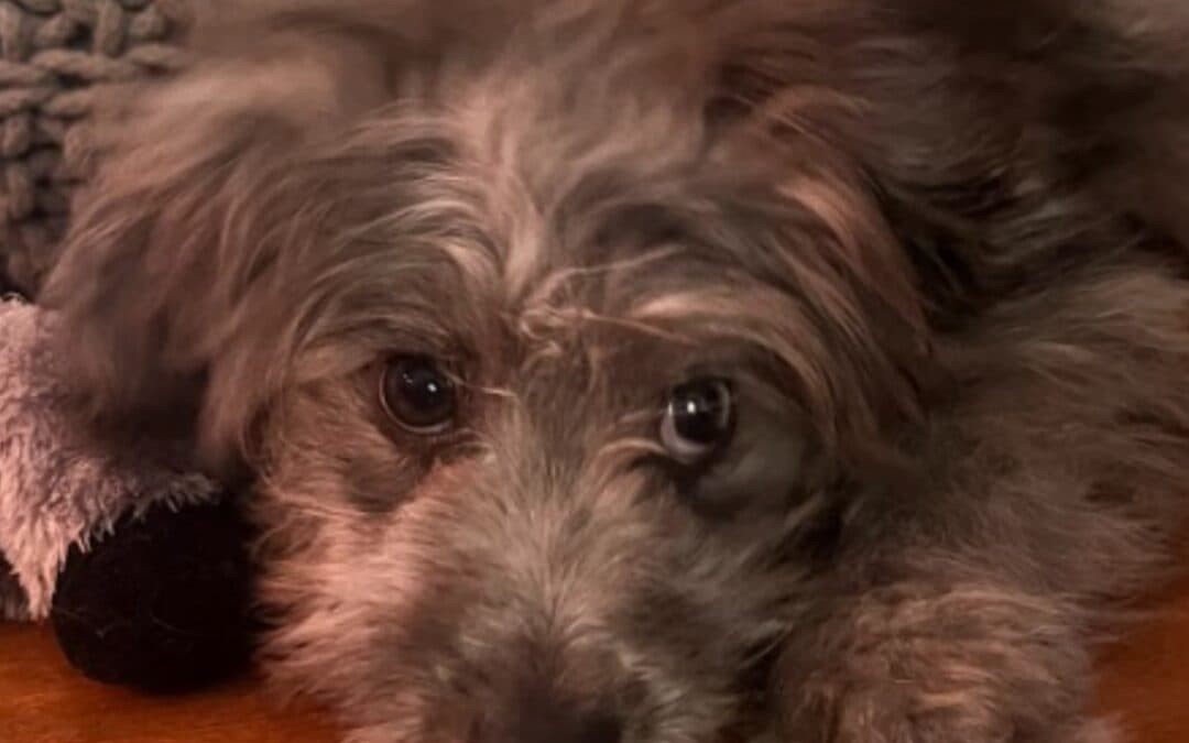 PABLO - Pomeranian Mixed available for adoption at AARCS in Calgary