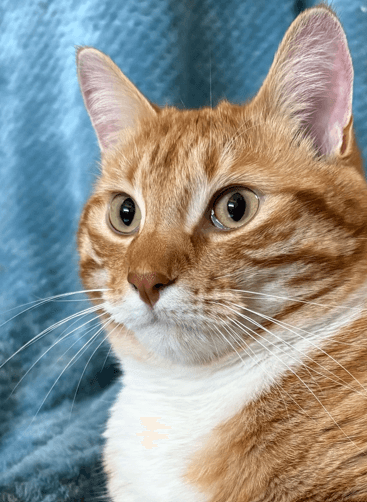 PEANUT - Domestic Short Hair cat available for adoption at AARCS in Calgary