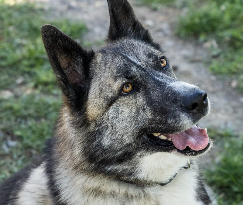 PETUNIA - Akita Mixed available for adoption at AARCS in Calgary