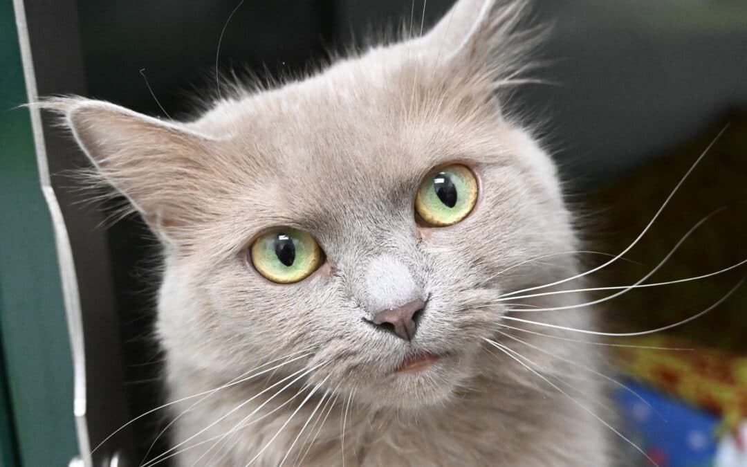 PHOEBE - Domestic Long Hair cat available for adoption at AARCS in Calgary