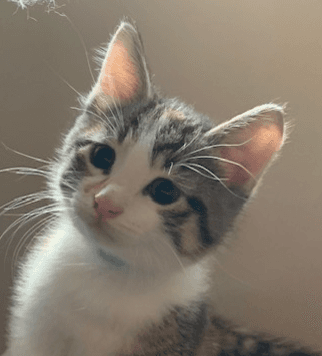 PINK - Domestic Short Hair cat available for adoption at AARCS in Calgary