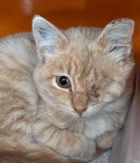 PIRATE - Domestic Short Hair cat available for adoption at AARCS in Calgary