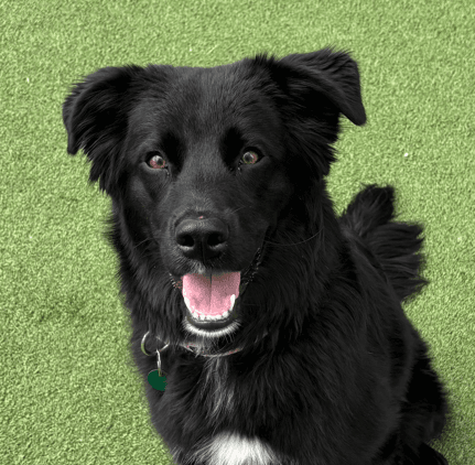PORTOBELLO - Smooth Collie Mixed available for adoption
