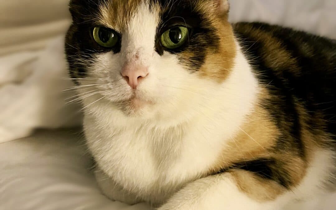 PRUNELLA - Domestic Short Hair cat available for adoption at AARCS in Calgary