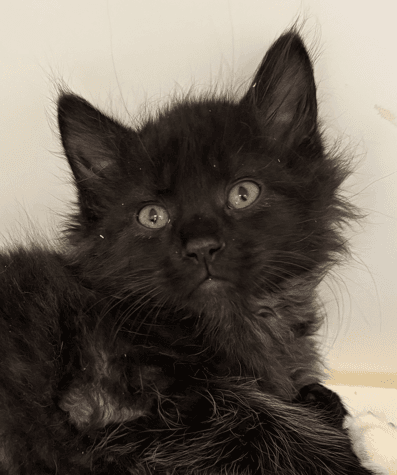 PUMA - Domestic Medium Hair cat available for adoption at AARCS in Calgary