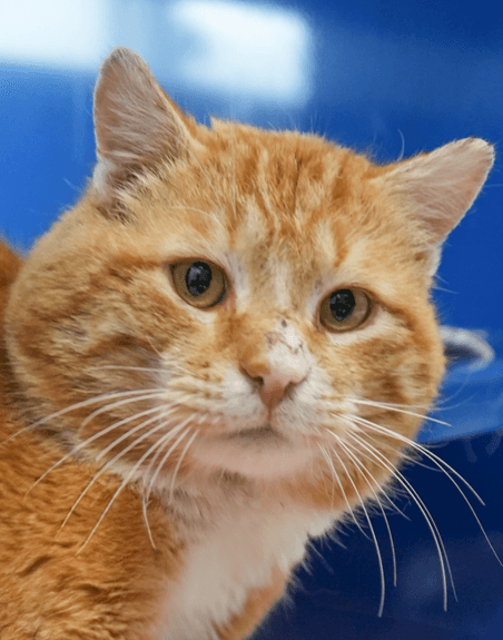 RAMBO - Domestic Short Hair cat available for adoption at AARCS in Calgary