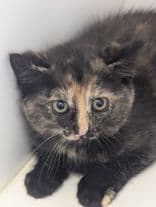 RAVIOLI - Domestic Short Hair cat available for adoption at AARCS in Calgary
