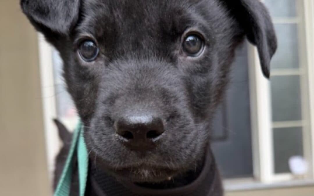 REEF - Shepherd Mixed available for adoption at AARCS in Calgary
