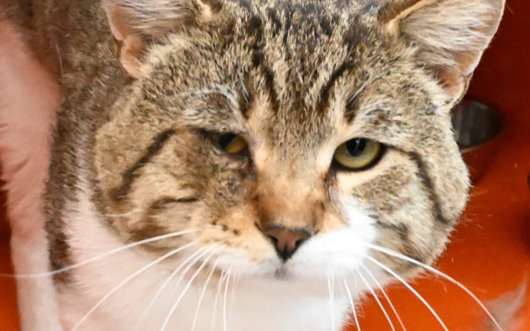 RIGBY - Domestic Short Hair cat available for adoption at AARCS in Calgary