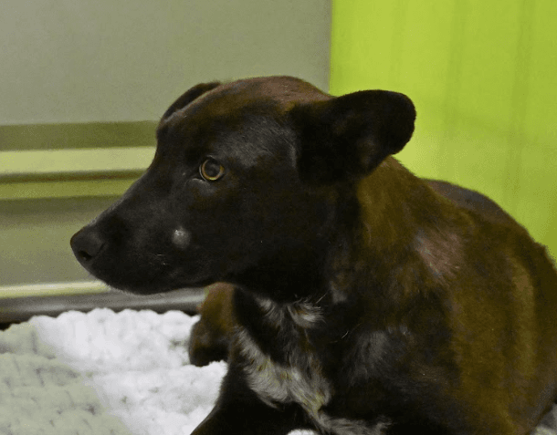 RIPLEY - Shepherd Mixed available for adoption at AARCS in Calgary