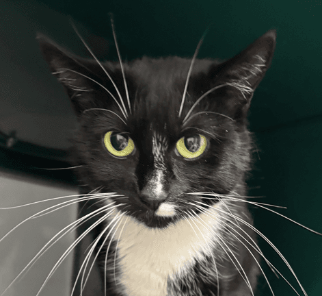 SALLY - Domestic Short Hair cat available for adoption at AARCS in Calgary