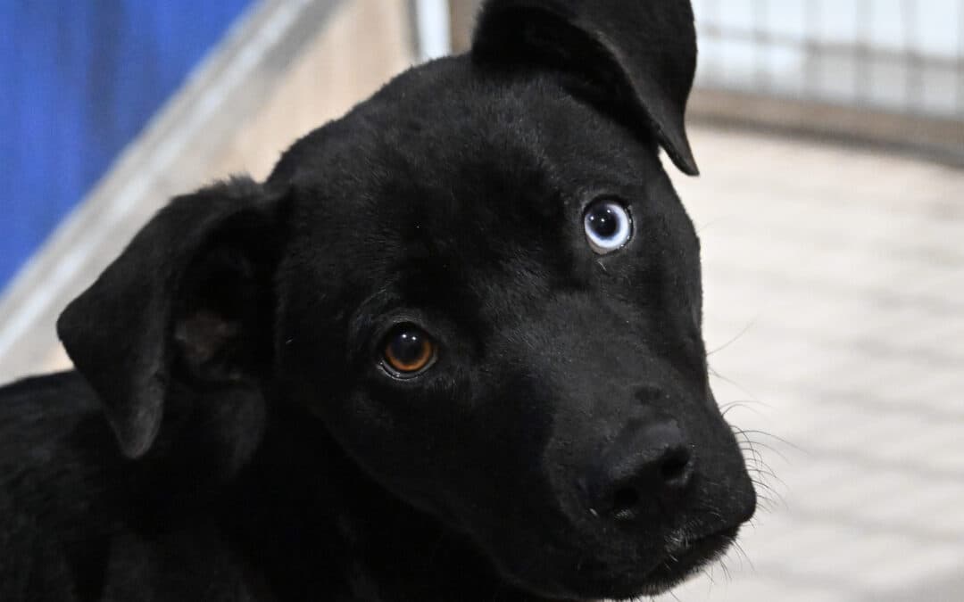 SEGOE - Shepherd Mixed available for adoption at AARCS in Calgary