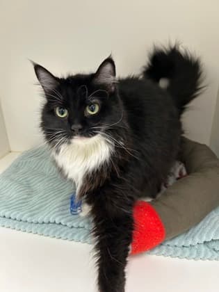 SHAY - Domestic Medium Hair cat available for adoption at AARCS in Calgary