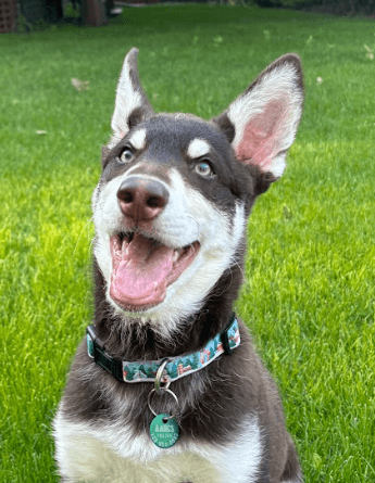 SHILOH - Siberian Husky Mixed available for adoption at AARCS in Calgary