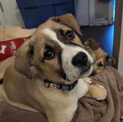 SKY - German Shepherd mixed available for adoption at AARCS in Calgary