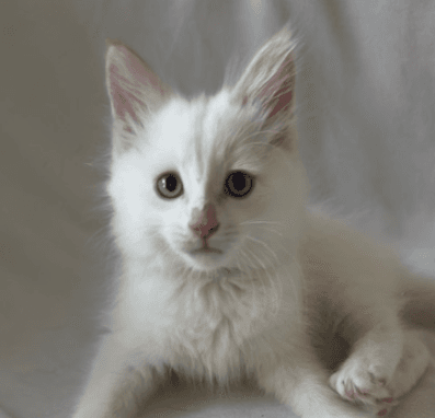 SMITH - Domestic Short Hair cat available for adoption at AARCS in Calgary