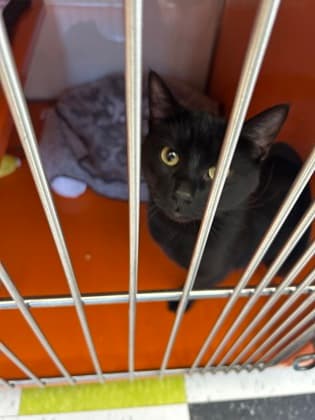 SMOKE - Domestic Short Hair cat available for adoption at AARCS in Calgary
