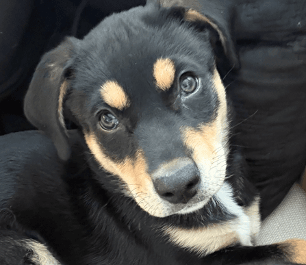 SOKKA - Rottweiler Mixed available for adoption at AARCS in Calgary