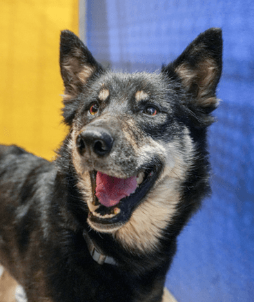 SOLSTICE - Siberian Husky Mixed available for adoption at AARCS in Calgary
