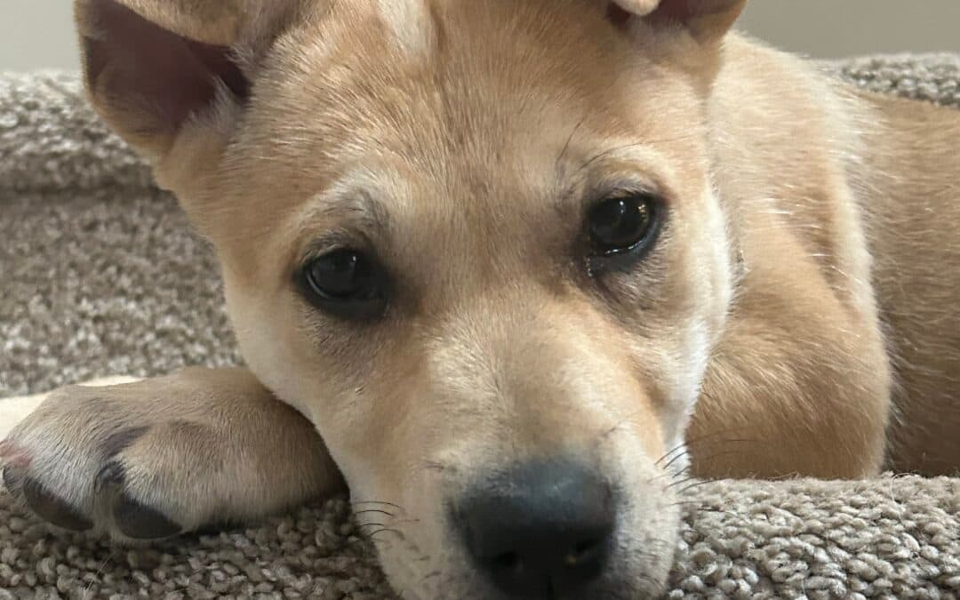 SONNET - Siberian Husky Mixed available for adoption in Calgary