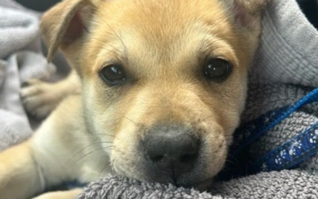 SONNET - Siberian Husky Mixed available for adoption at AARCS in Calgary