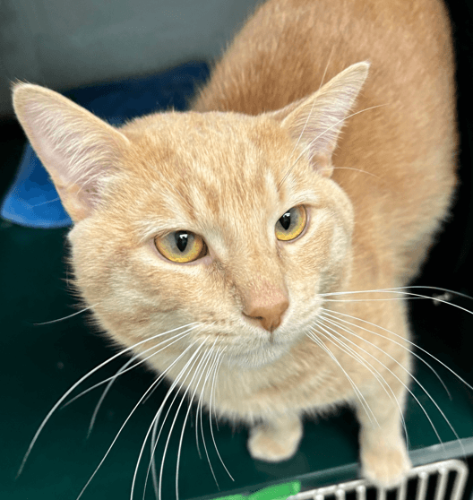 SULLIVAN - Domestic Short Hair cat available for adoption at AARCS in Calgary