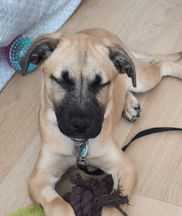 SUNSHINE - German Shepherd mixed available for adoption at AARCS in Calgary