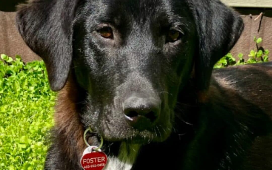SWEETY - Retriever, Labrador Mixed available for adoption