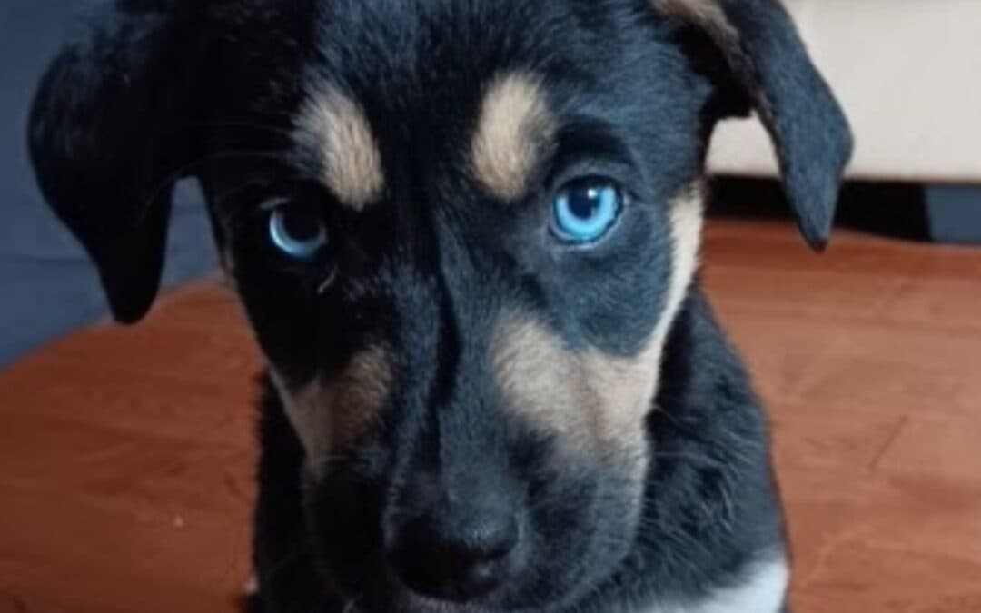 TAFFY - Retriever, Labrador Mixed available for adoption at AARCS in Calgary