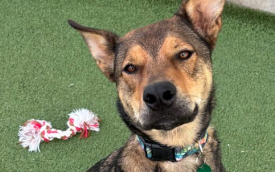 TANNER - German Shepherd Mixed available for adoption at AARCS in Calgary