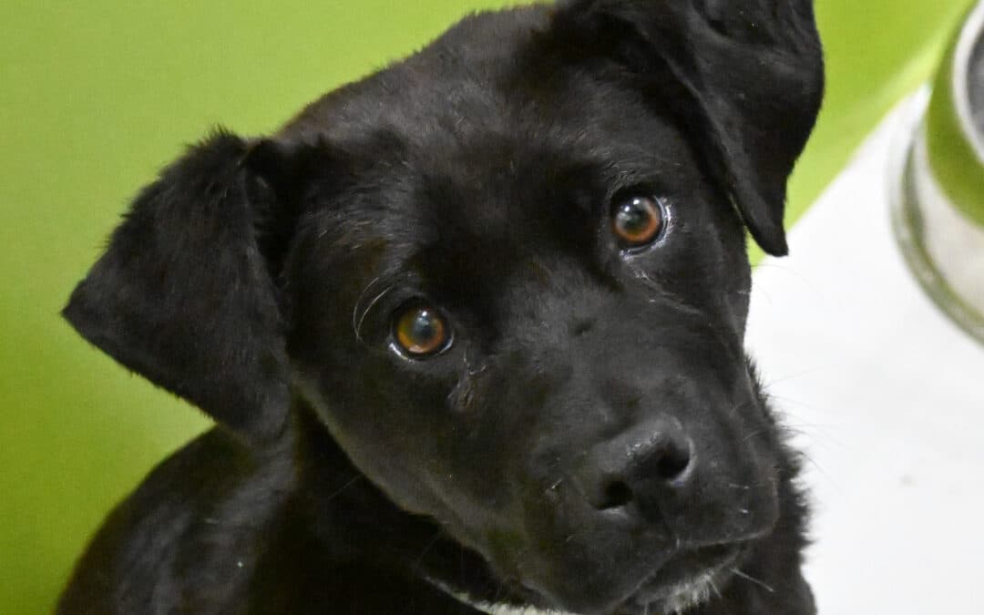 COBB - Labrador Retriever Mixed available for adoption at AARCS in Calgary