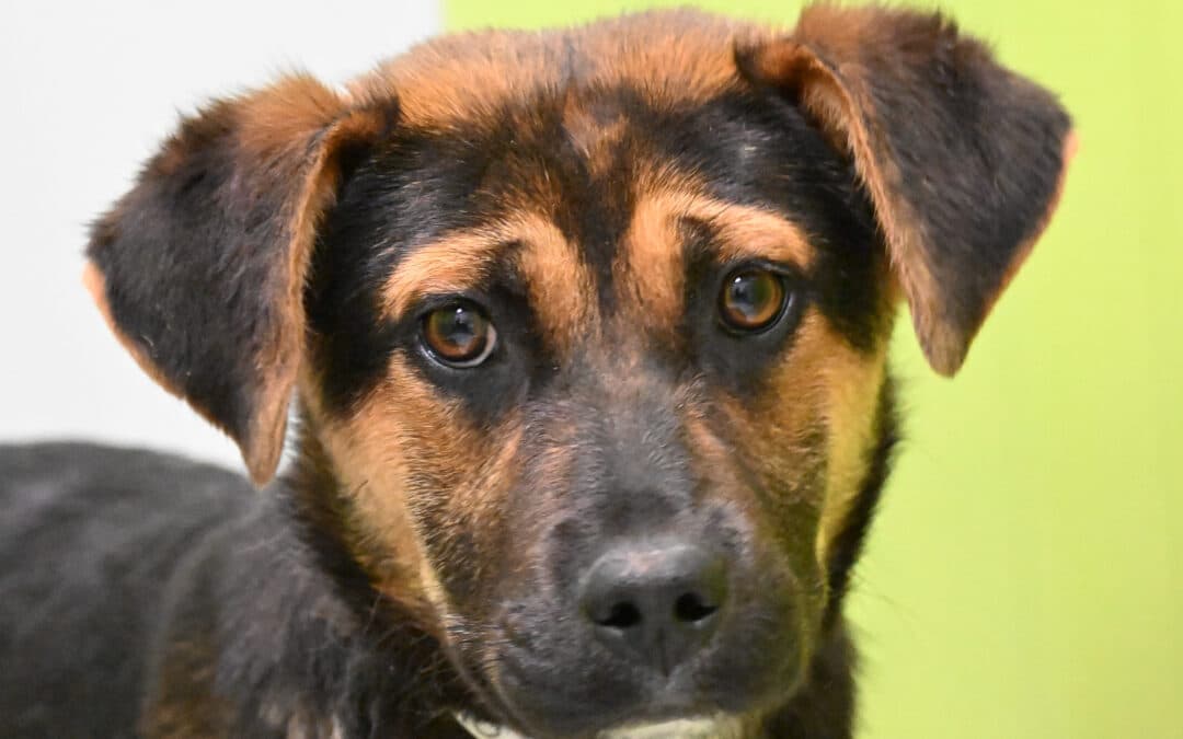 SKOR - Shepherd Mixed available for adoption at AARCS in Calgary