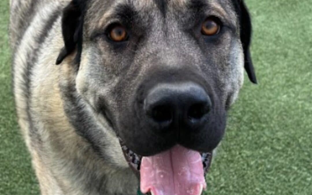 TIMBERLAKE - Anatolian Shepherd Mixed available for adoption in Calgary