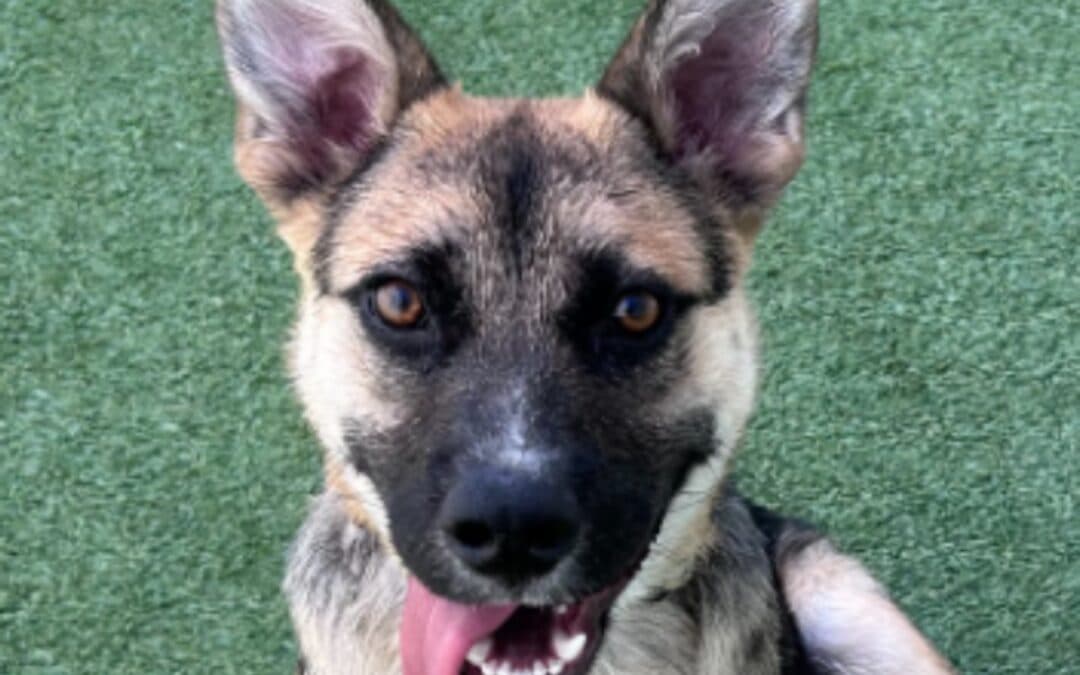 TROOPER - Shepherd mixed available for adoption at AARCS in Calgary